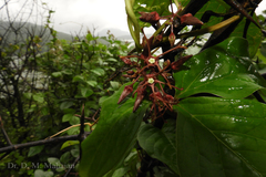 Seshagiria sahyadrica